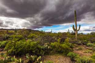 Saguaro National Park-6382.jpg